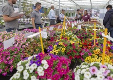 Bezoekers bekijken de varieteiten van Westhoff. 